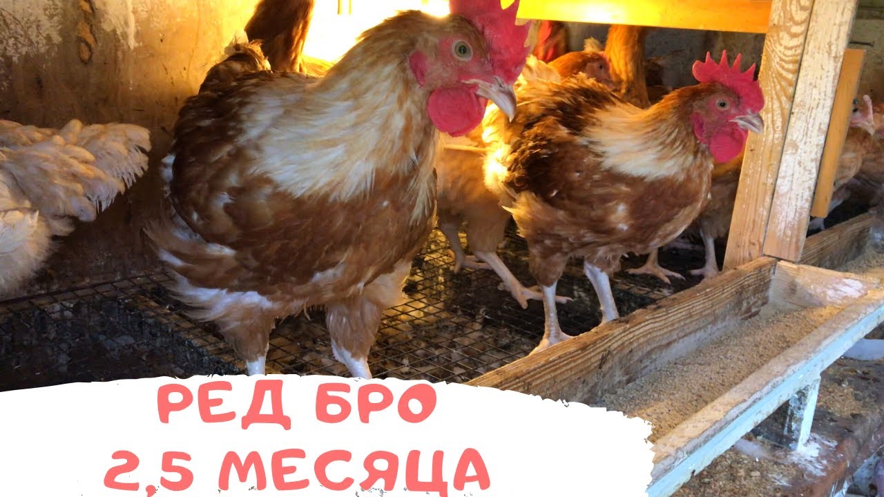 Ред Бро (цветного бройлера) 2,5 месяца можно начинать забивать!
