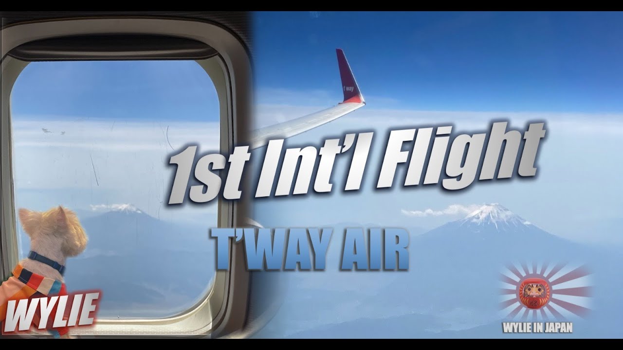 T'Way Air | FIRST FLIGHT INTERNATIONAL with DOG IN CABIN | Narita to Seoul | TW212