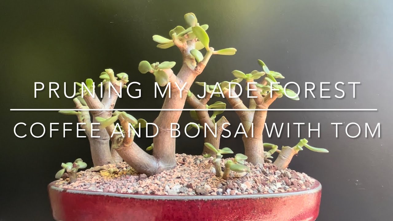 Pruning and Tuning My Jade Bonsai Forest (Crassula Ovata)