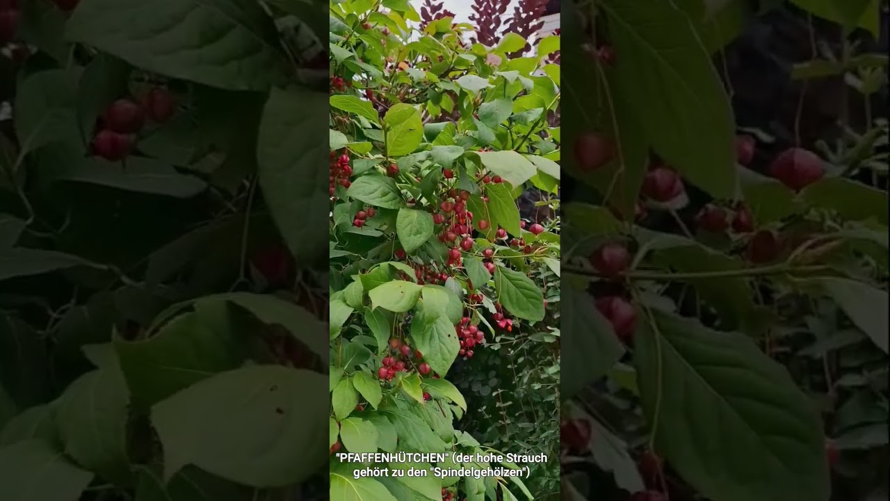 Das giftige "Pfaffenhütchen" im Garten 