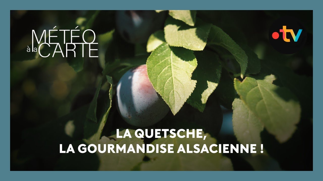 Tradition : la quetsche, la gourmandise alsacienne !