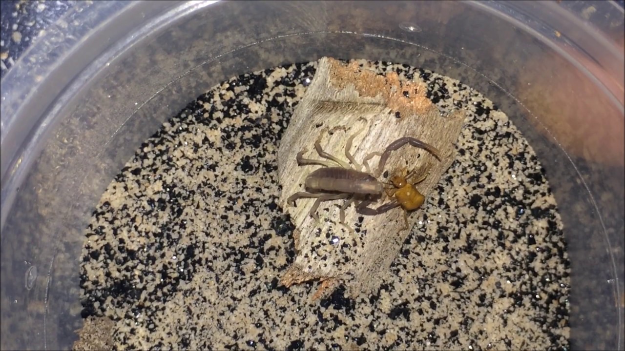 Scorpion Feeding Video #2