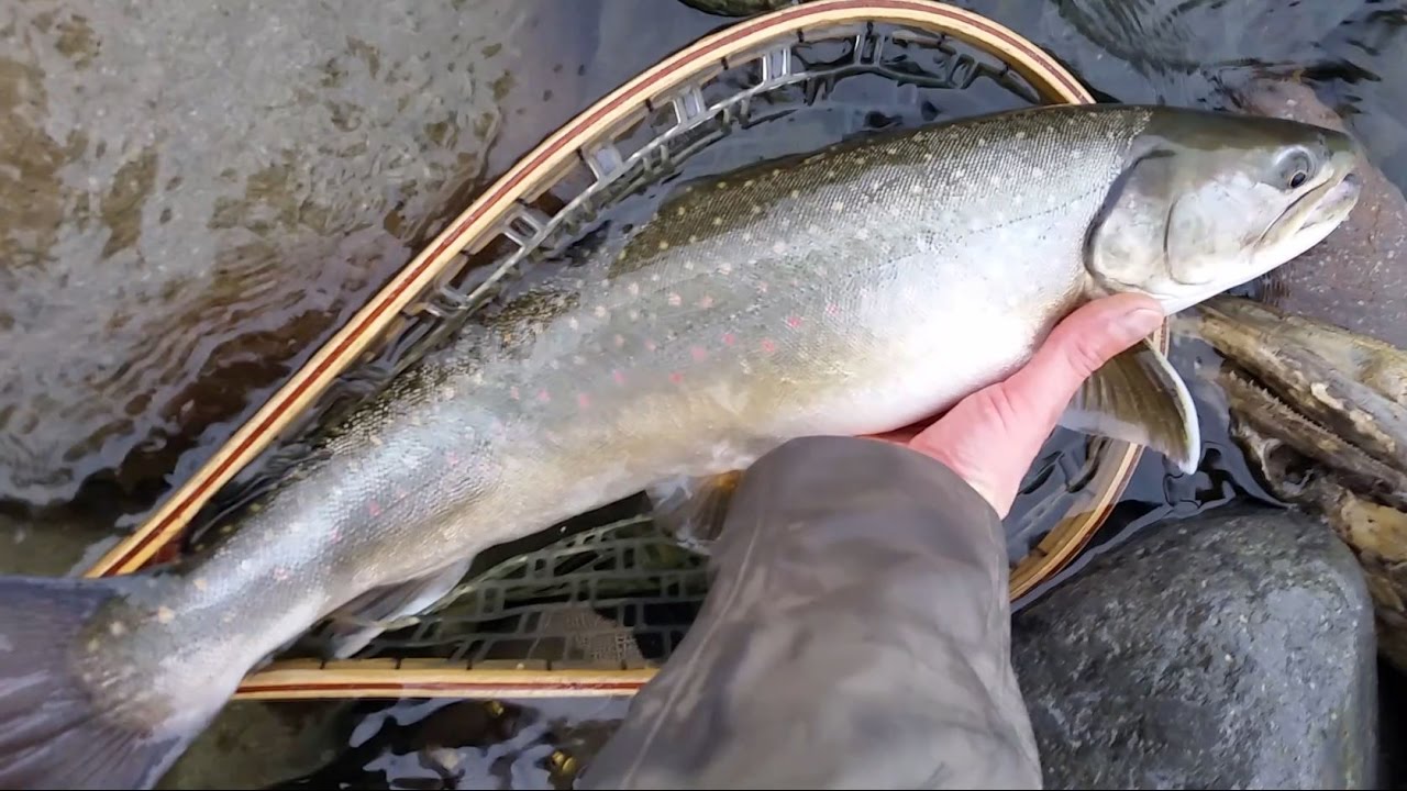 Winter fly fishing in Squamish British Columbia Canada