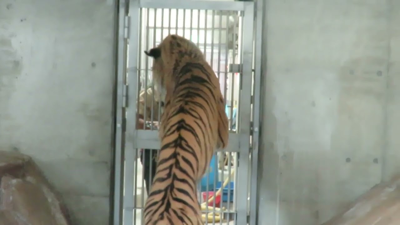 【天王寺動物園】アムールトラ・ショウヘイくんデビュー初日の15時43分