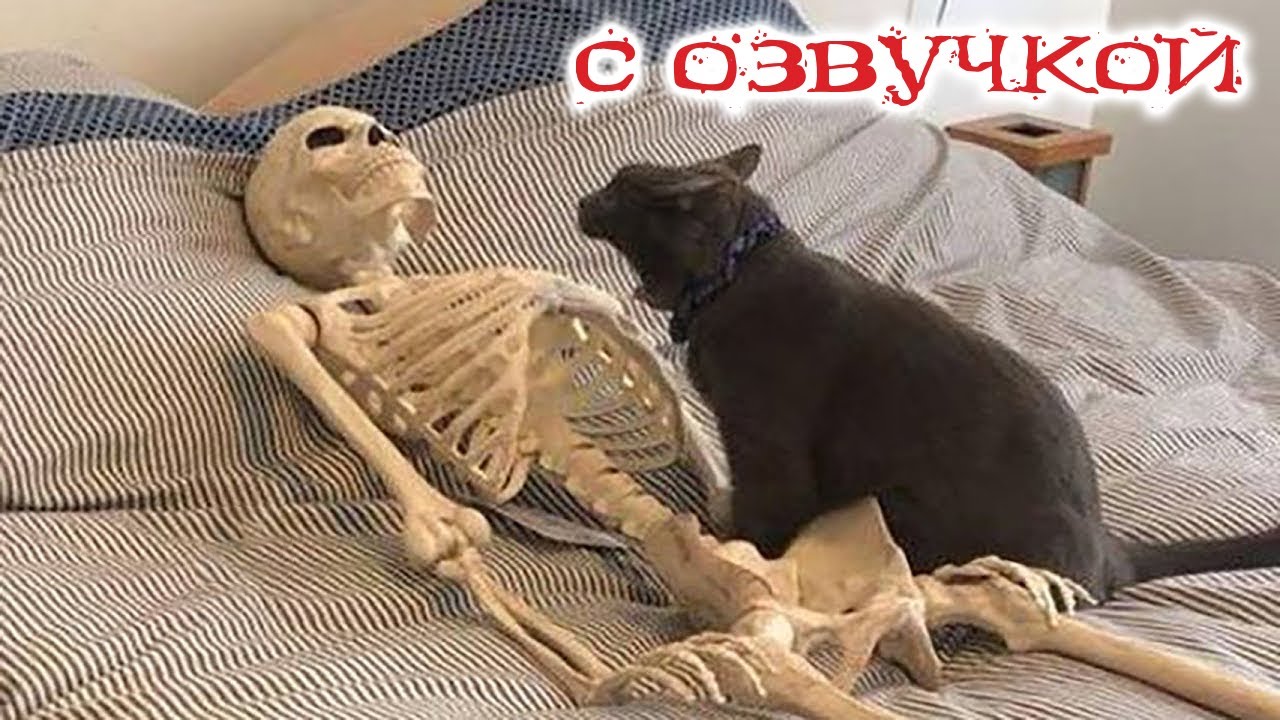 Приколы с котами с озвучкой! Смешные коты! Самые Смешные животные! Тест на психику!
