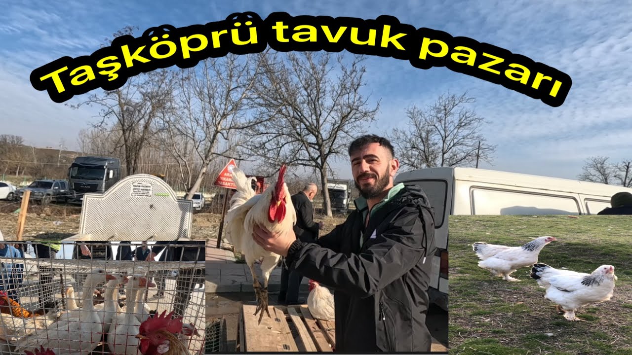 Kastamonu Taşköprü tavuk pazarı bu haftada birbirinden güzel ve rengarenk misafirlerini konuk etti