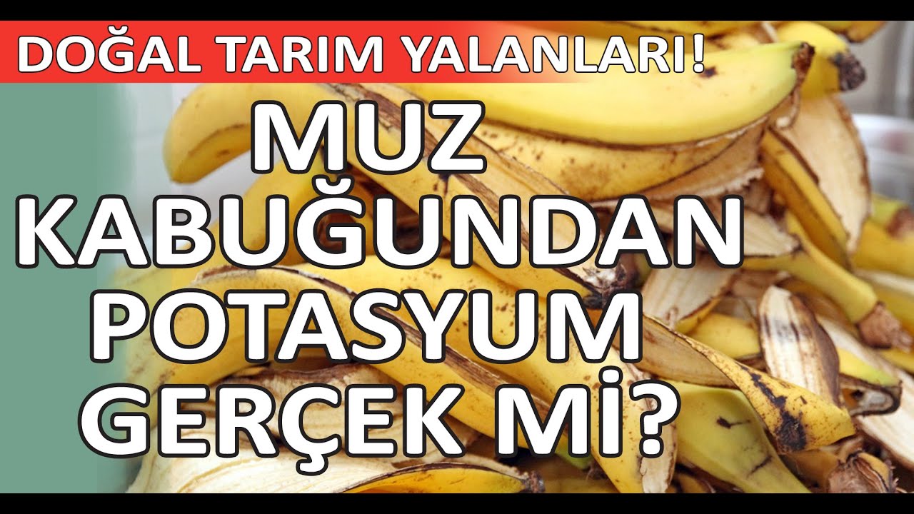 MUZ KABUĞU GERÇEKTEN GÜBRE Mİ?  MUZ KABUĞUNDA GERÇEKTEN POTASYUM VAR MI?