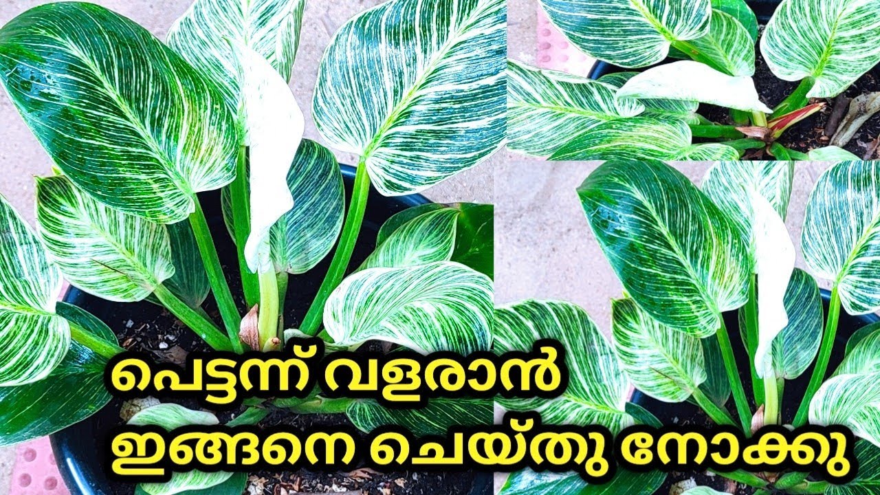 Philodendron Birkin plant care tips/How to propagate Birkin plant/potting mix in malayalam.