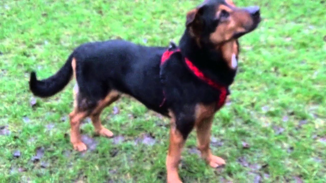 Tierheim in Kassel: Hund, Katzen und Vögel suchen Zuhause
