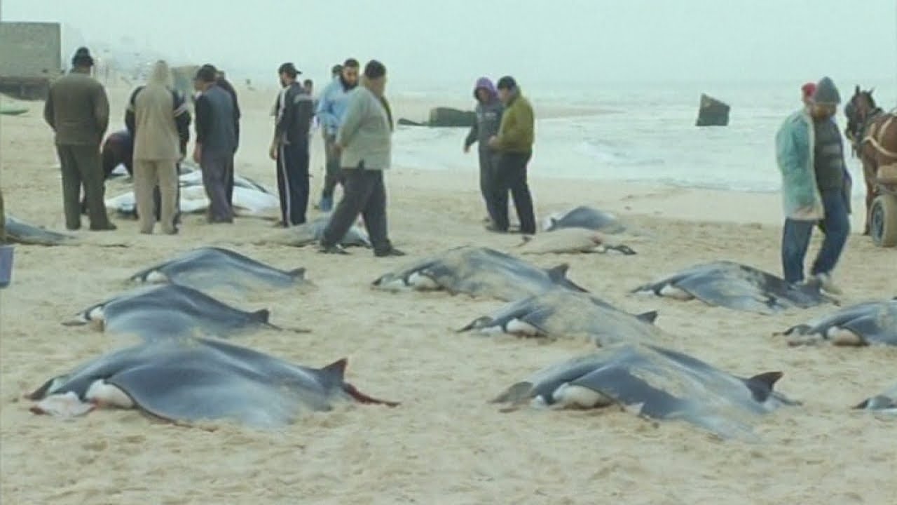 Giant rays on Gaza beach