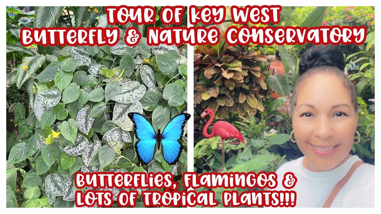 Tour of Key West Butterfly & Nature Conservatory || Butterflies, Flamingos & Lots of Tropical Plants