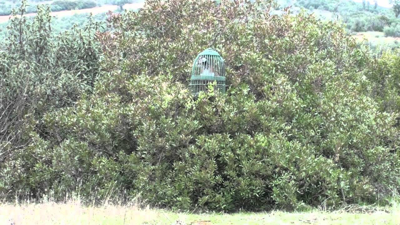 PERDIZ Y RECLAMO Pajaro Francisco 1ª Parte