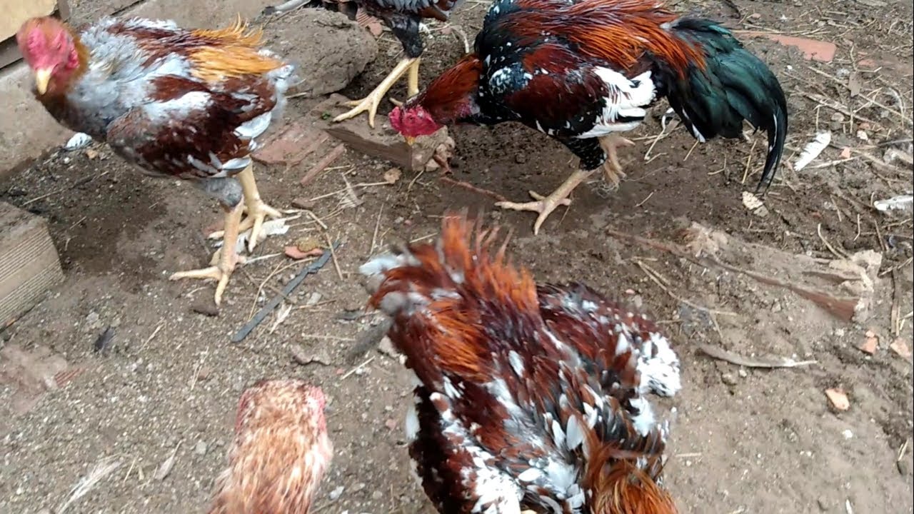 MOSTRANDO DUAS GALINHAS QUE SOLTEI DAS BAIAS + ALGUNS FRANGOS E GALOS