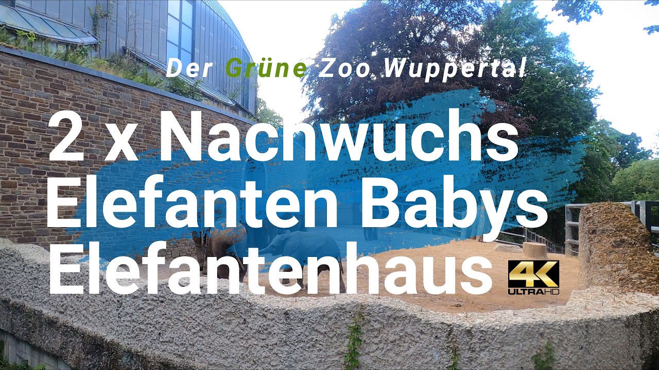 4K / 60 - Elefanten Babys Wuppertaler Grüner Zoo Elefantenhaus Kimana Bongi Jungbullen Elefantenbaby
