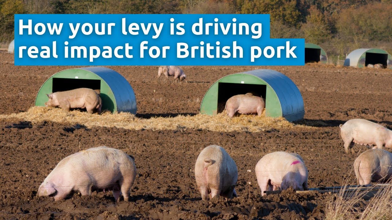 How your Levy is Driving Real Impact for British Pork | AHDB Pork