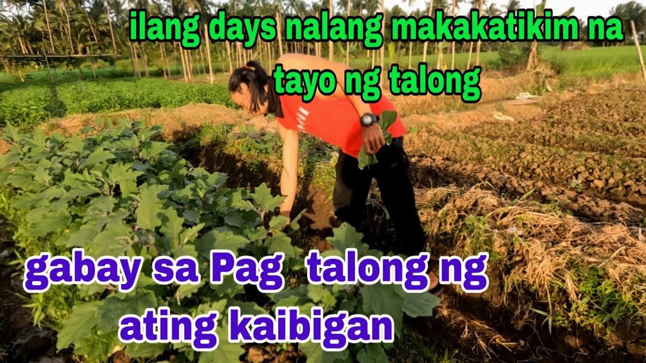 Ganap sa bukid may bisita at mga BUMIBILI