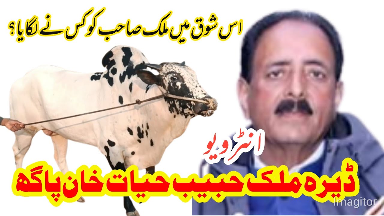 Dera & Interview Malik Habib Hayat Khan Pagh | Jugnu Paghia, Intezar Paghia, Prince Paghia,