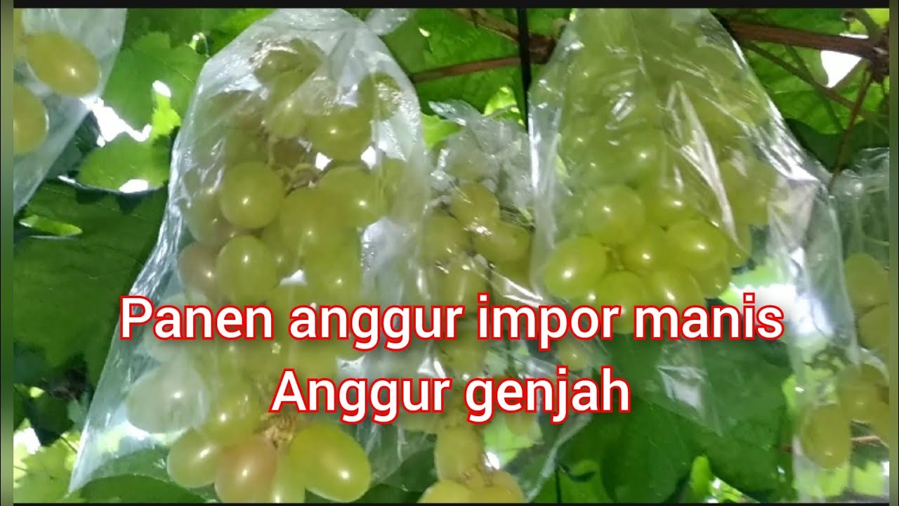 anggur import masih ijo tapi sudah manis banget bibit anggur unggul genjah impor