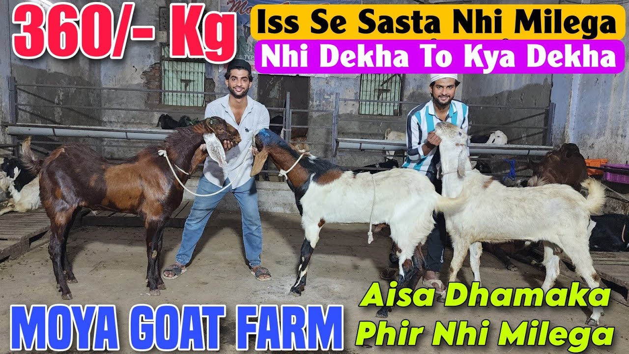 360/-Kg Onwards 2025 Special Discount At MOYA GOAT FARM | Ye Saal Ke Sab Se Saste Bakre In Bhiwandi
