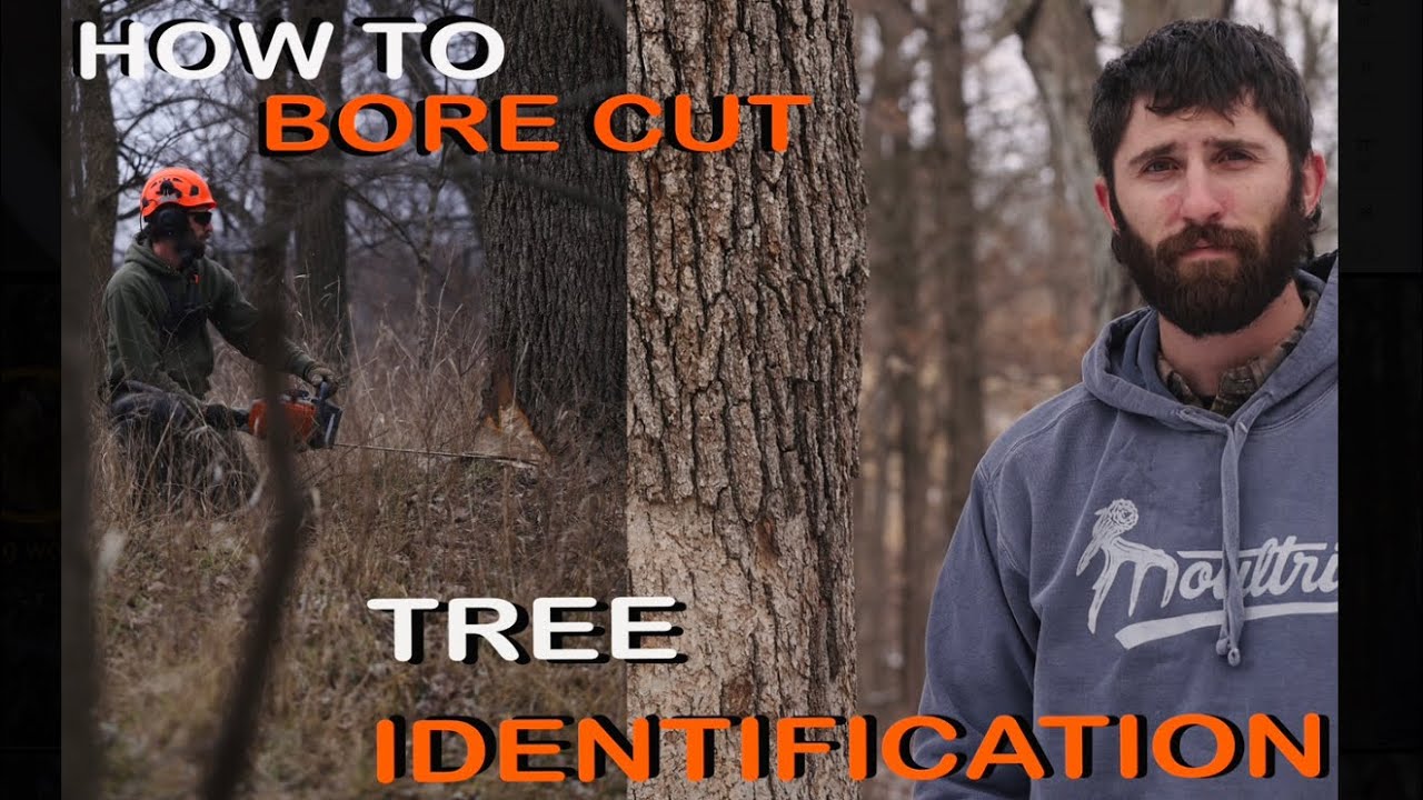 Tree Identification & Bore Cut How-To, No More BARBER CHAIR | Flatlander