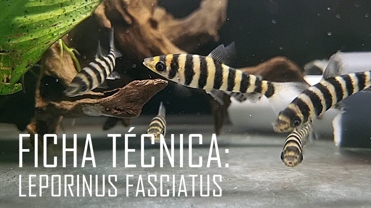 El pez lápiz listado (Leporinus fasciatus) Ficha Técnica