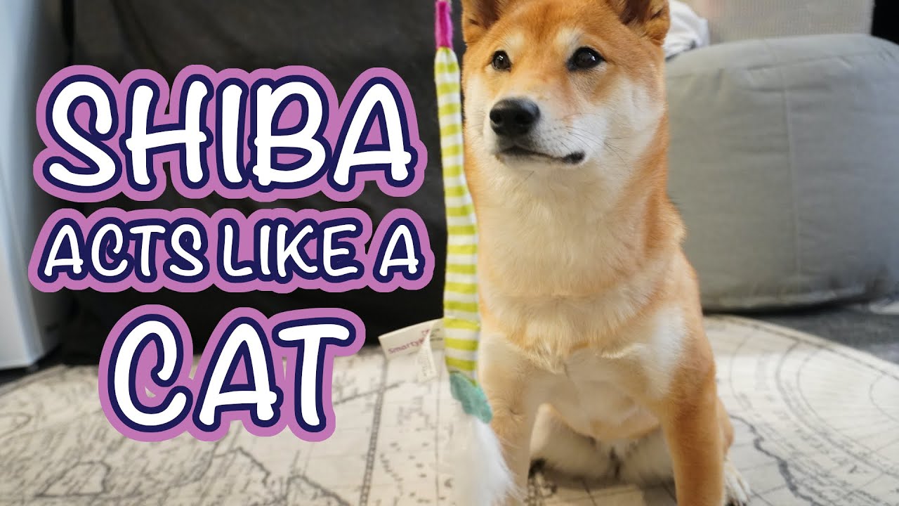 My Puppy Acts Like a Cat! - Shiba Inu Puppy Reviews Cat Toys and Plays with Cats!