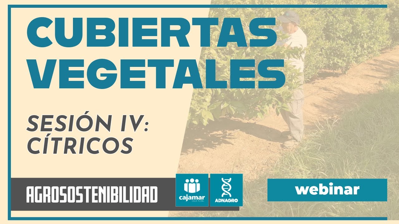Cubiertas vegetales (IV): cítricos