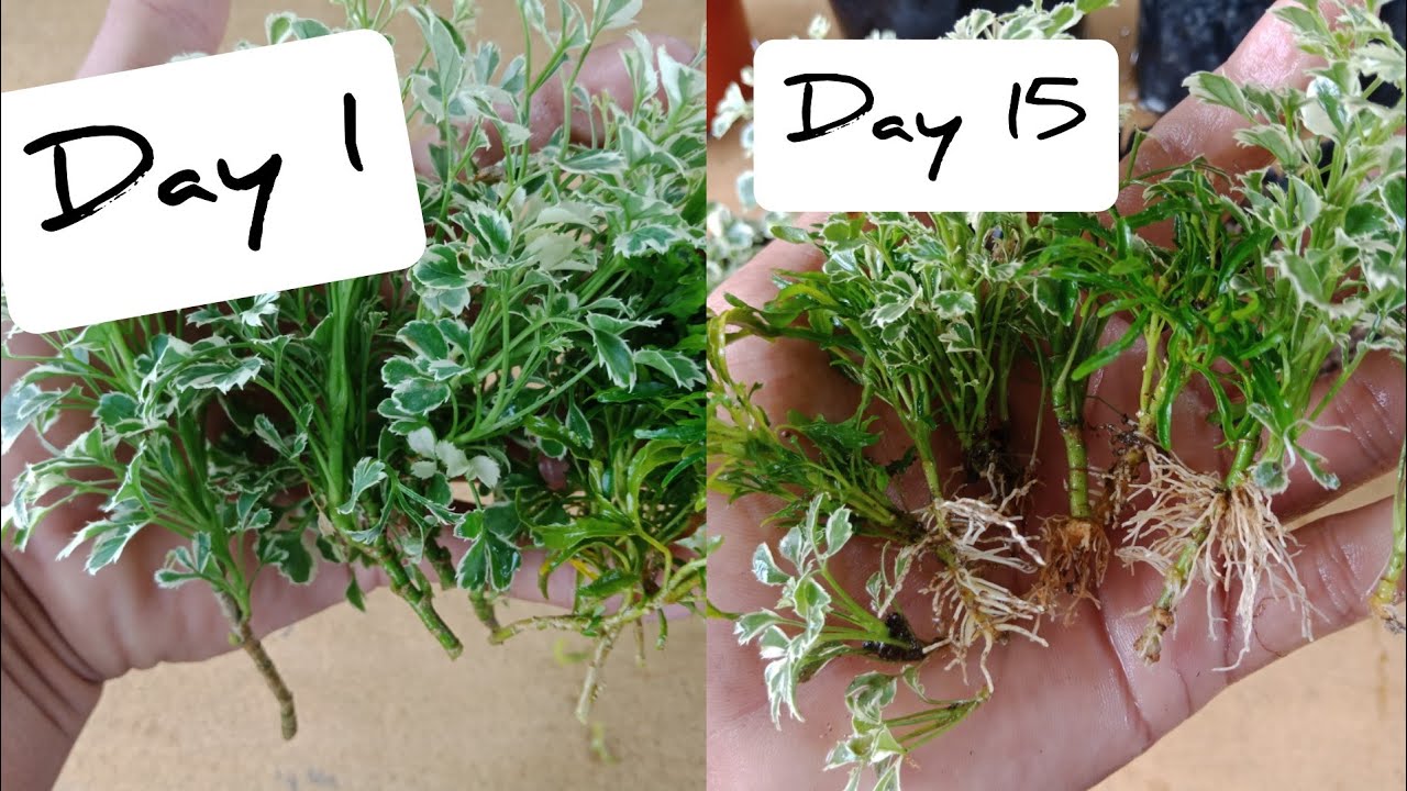 How To Propagate Aralia Plant From Cuttings Without Using Root Hormone or Chemicals