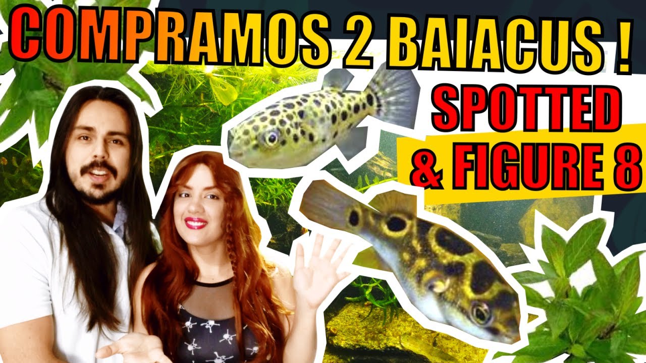 🔴VLOG: COMPRAMOS DOIS BAIACUS PRA COLOCARMOS EM UM AQUÁRIO MONOESPÉCIE. |Mr. Betta|