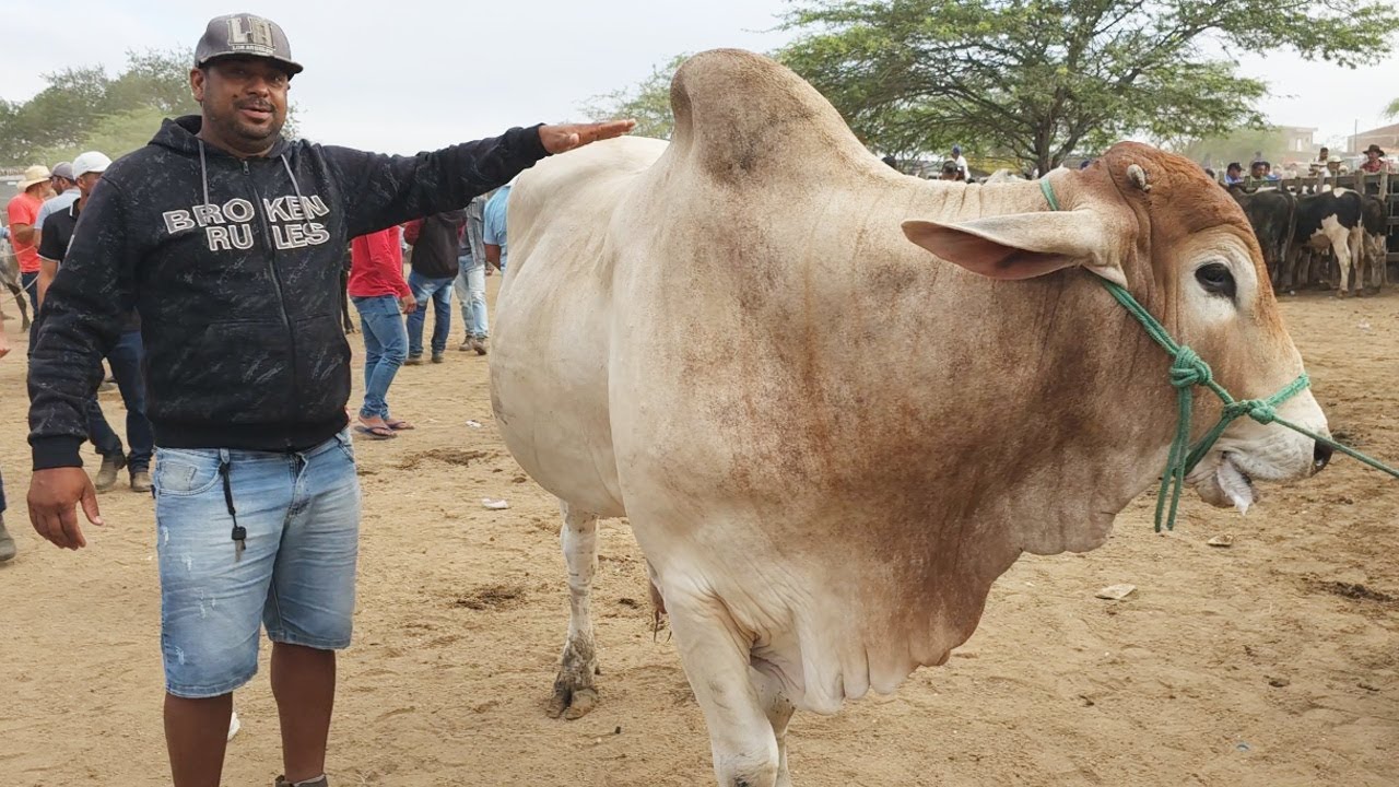 GADO DE R$200 @ EM CACHOEIRINHA-PE    08-05-2025 #nordeste