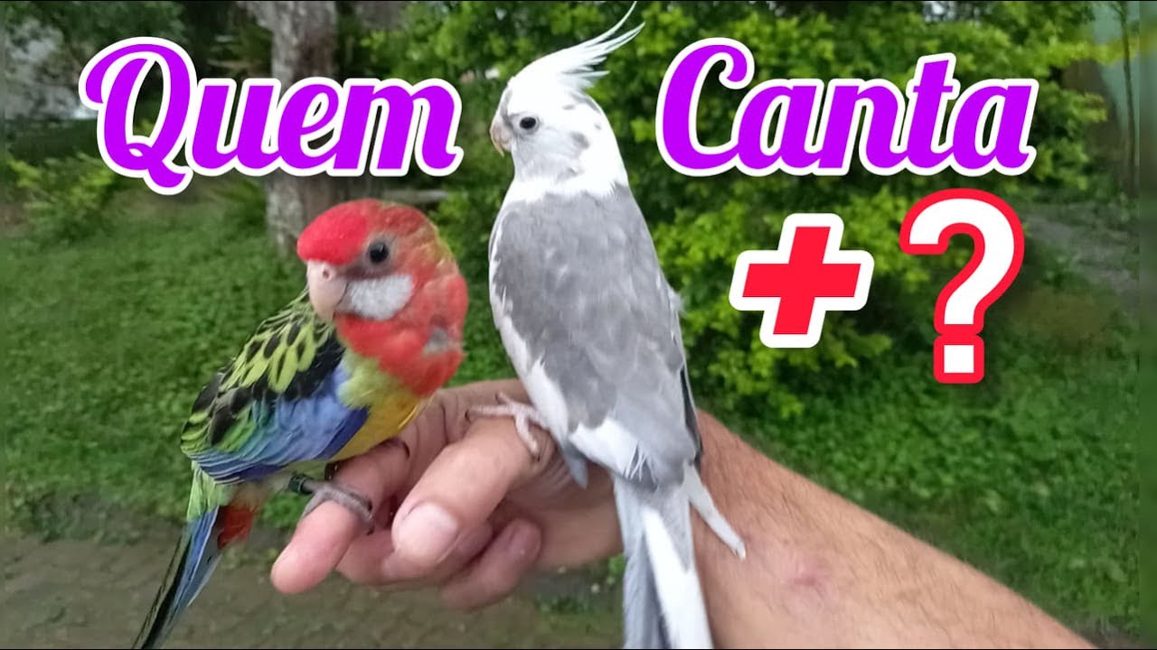 Calopsita Cantando Provocando Rosela Eximius Cockatiel Singing for Rosella Parrot