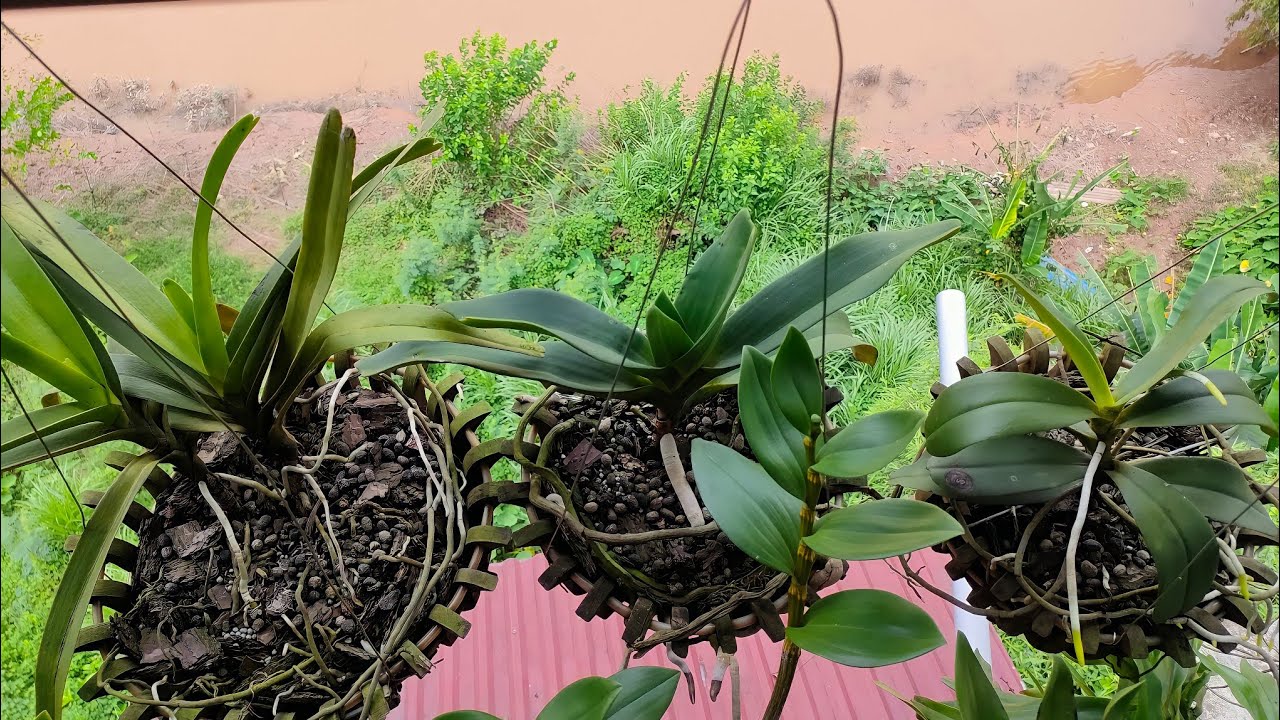 Những loại lan chịu nắng tốt nhất p2, lan phơi nắng sẽ ra sao, phong lan rừng pv