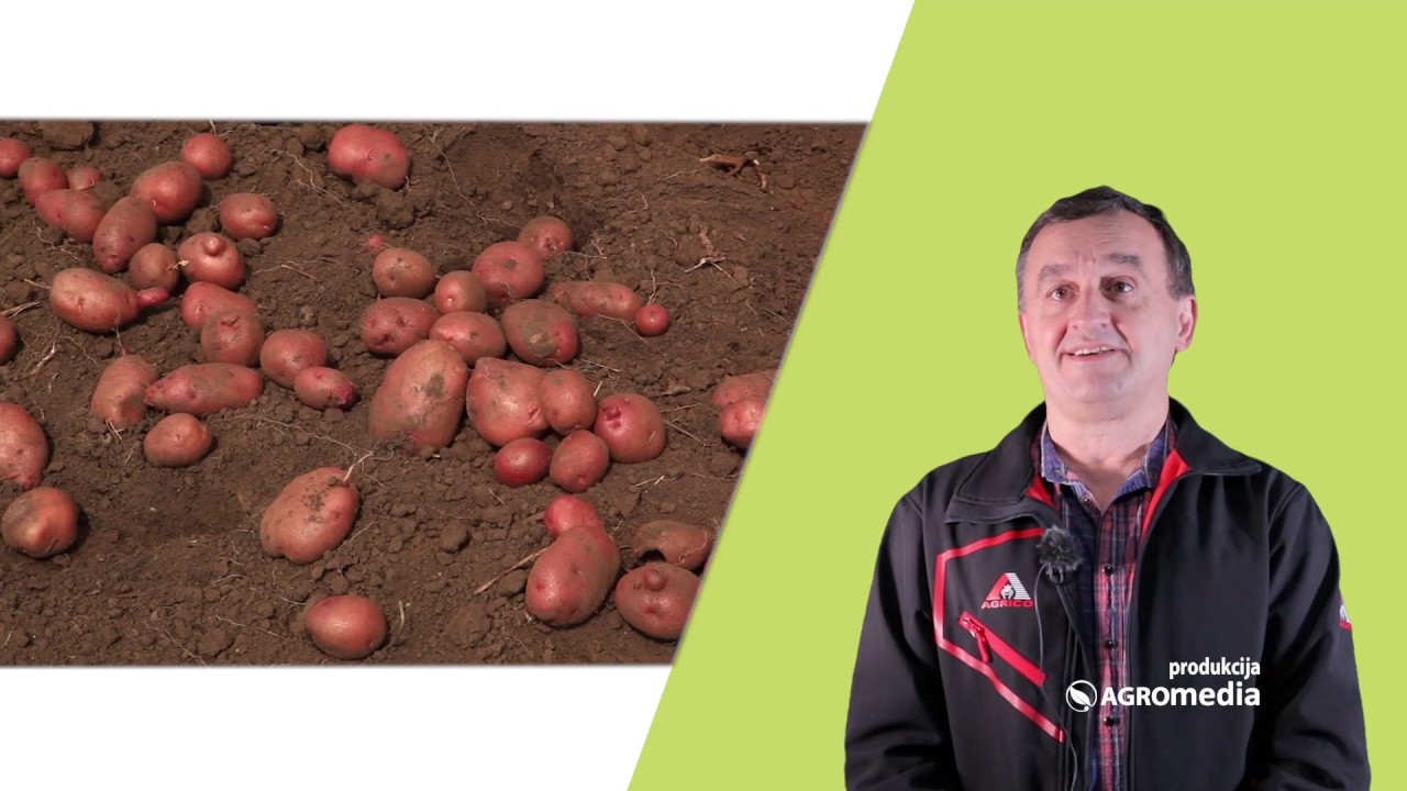 Zašto Treba da Sadite Krompir od Koga se Proizvodi Pomfrit, Čips i Kocke za Supu | Agromedia