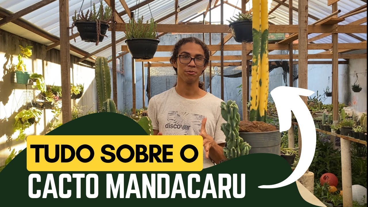 Tudo sobre o Cacto Mandacaru 🌵 #cactos