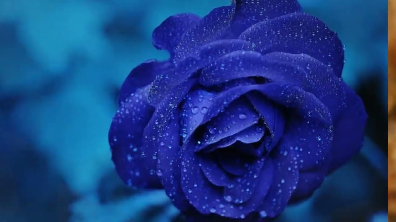 Are there any teal flowers?