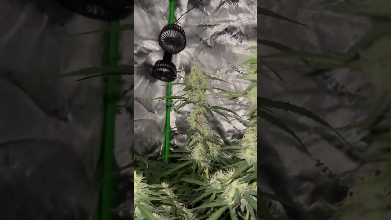 Royal Cookies 🍪⚡️ German Indoor Grow🇩🇪🍁 #cannabisdaily #cannabiseducation #cannabisheals