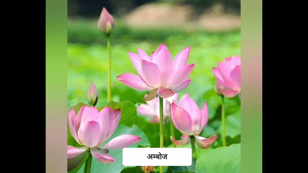 Avyapann prakrit ritu lakshan by sushrut