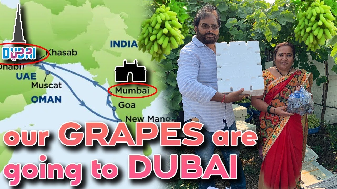 Maharashtra's Grapes in Dubai || Harvesting best quality grapes from our farm || Tasty Khana Farms |