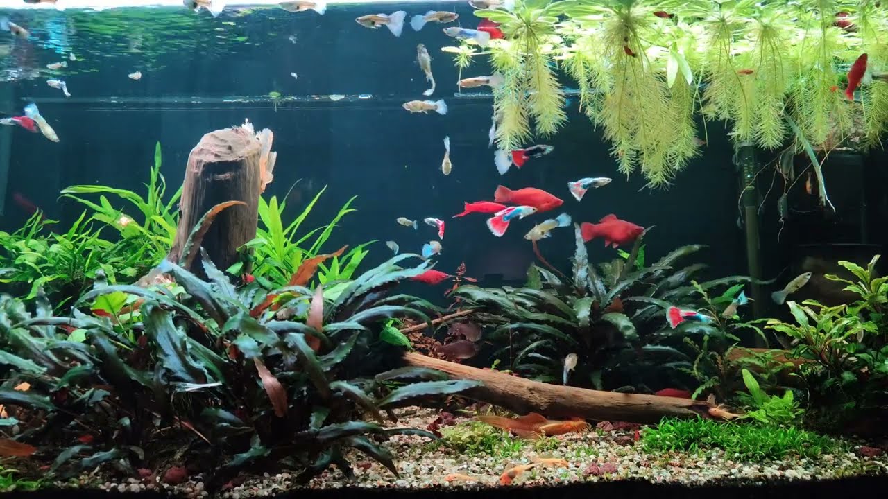 Rośliny pływające. Sól. Stara woda. Kryptokoryna.