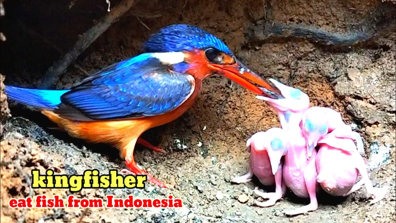 KINGFISHER‼️ BABY BIRD EAT FISH