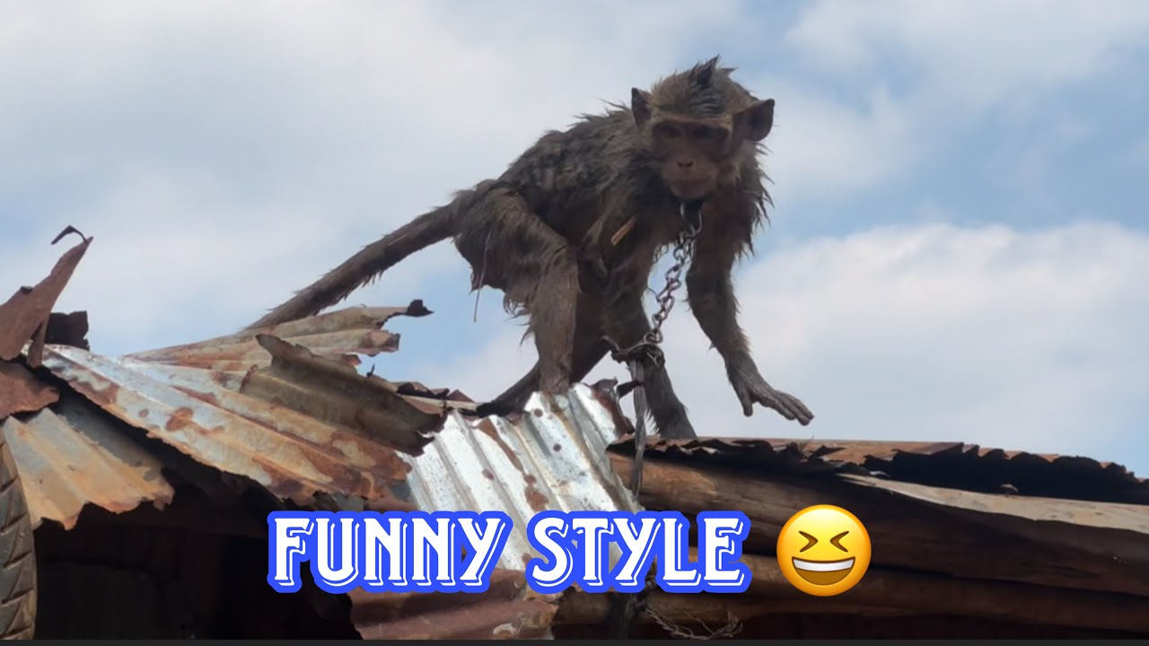 Life in the Orchard with My Beloved Animals | Fights, Fun & Laughter Every Day🤩