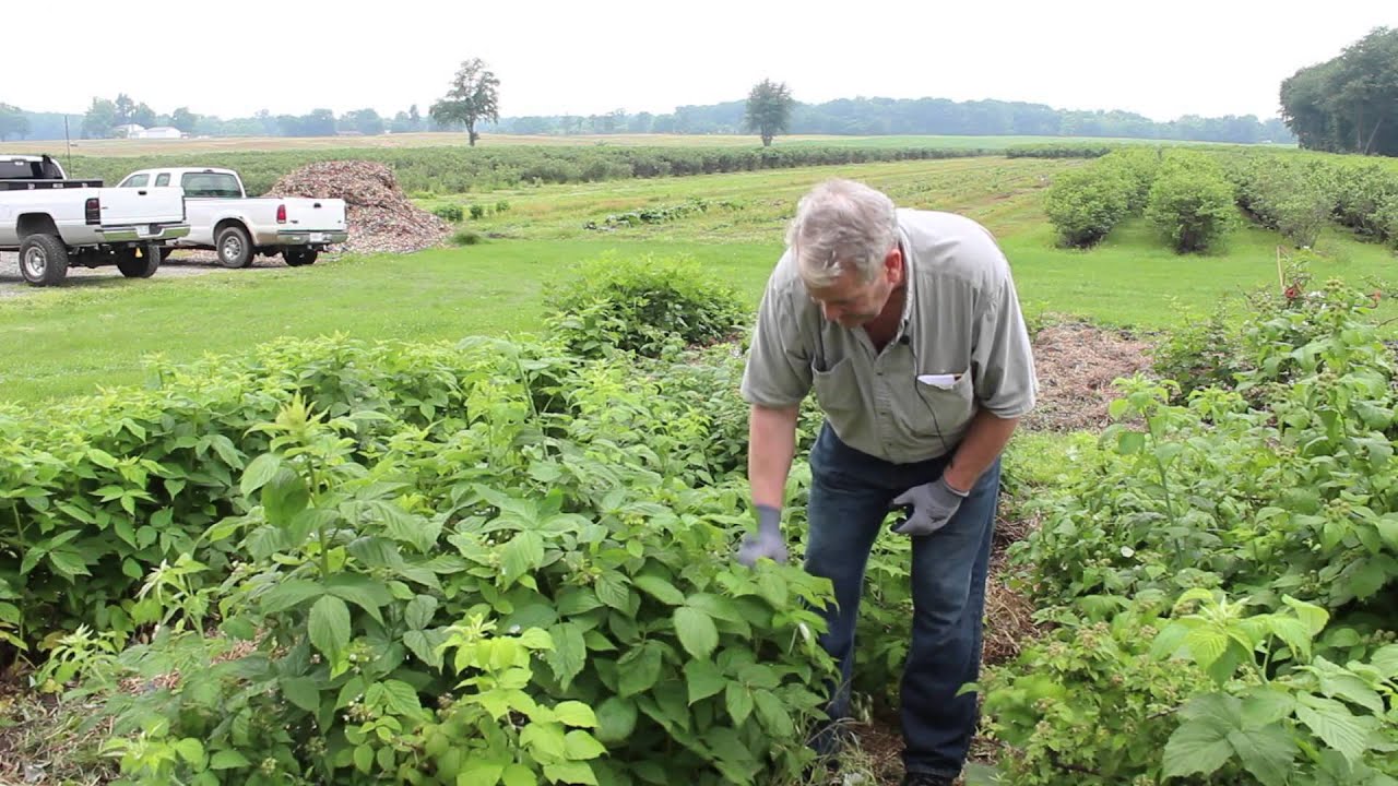 Summer Pruning of Black Raspberries | Indiana Berry