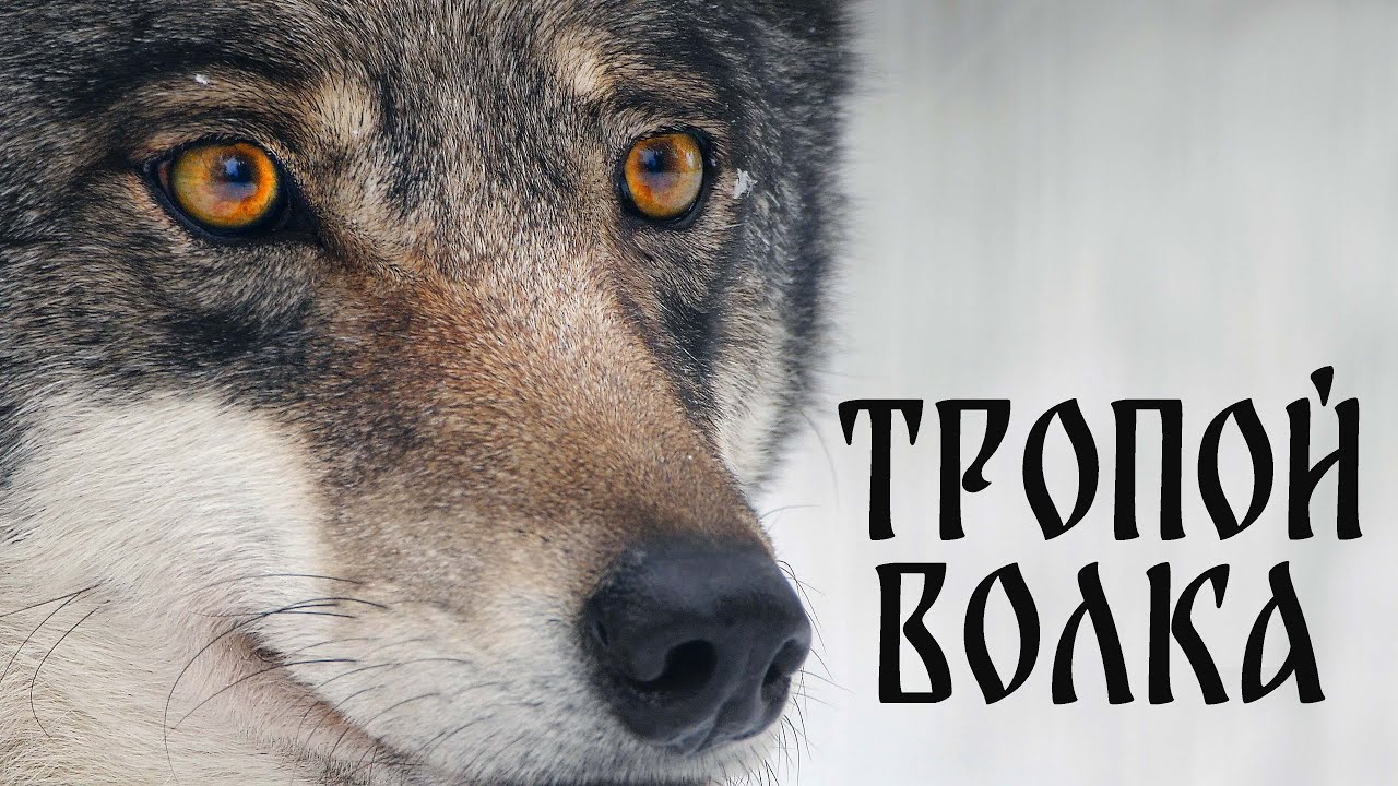 Тропой волка. Реставрация 2026 | Film Studio Aves