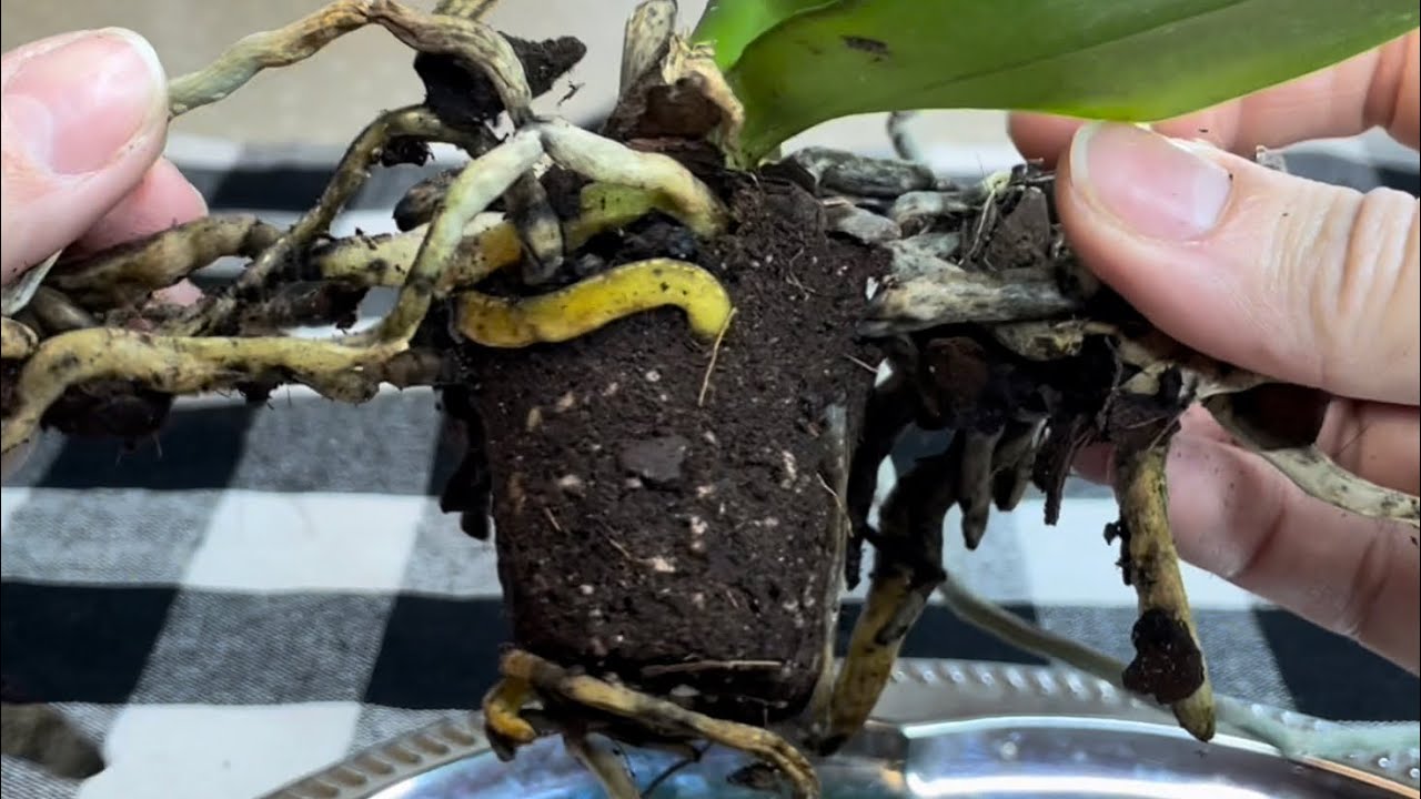 Забота о второй уценке🙌🏻The second discount orchid is taken care of 🪴