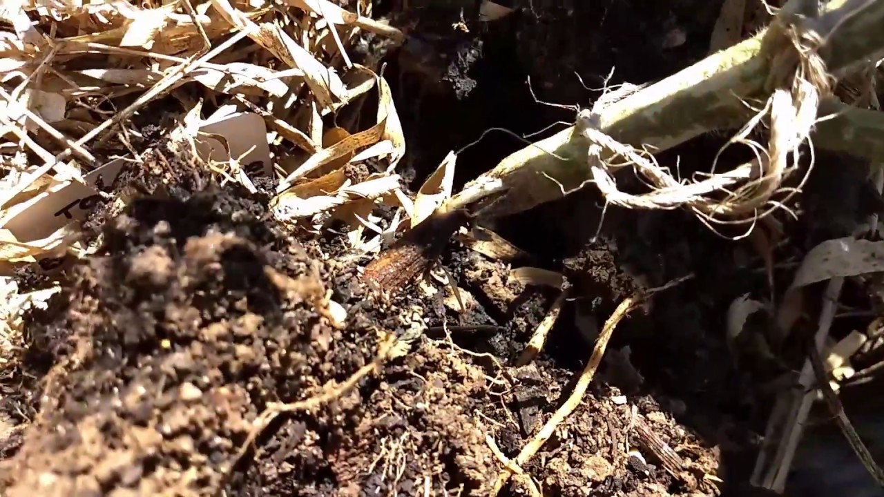 TOMATE : LA MALADIE DU PIED NOIR
