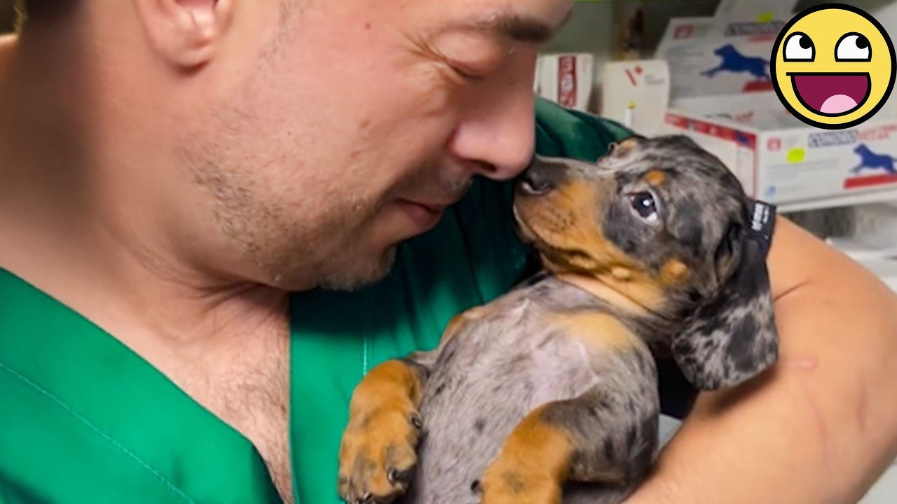 Собаки, которые полностью отвлекают ветеринаров во время осмотров 🐶🤣 Забавная реакция собаки