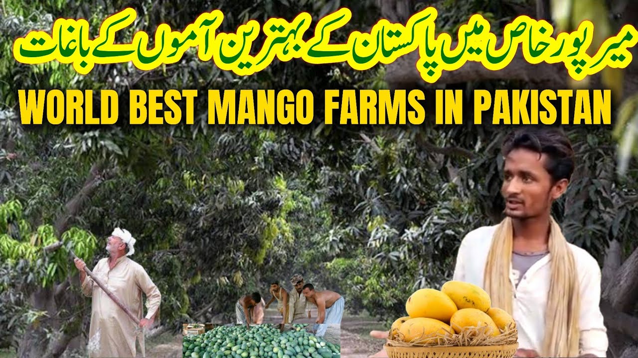 Mango Farming in Sindh | Mirpur Khas Mango | Pakistani Mango Fields | Mango garden in Pakistan