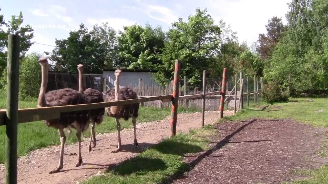Muhu Jaanalinnufarm ja kohvik