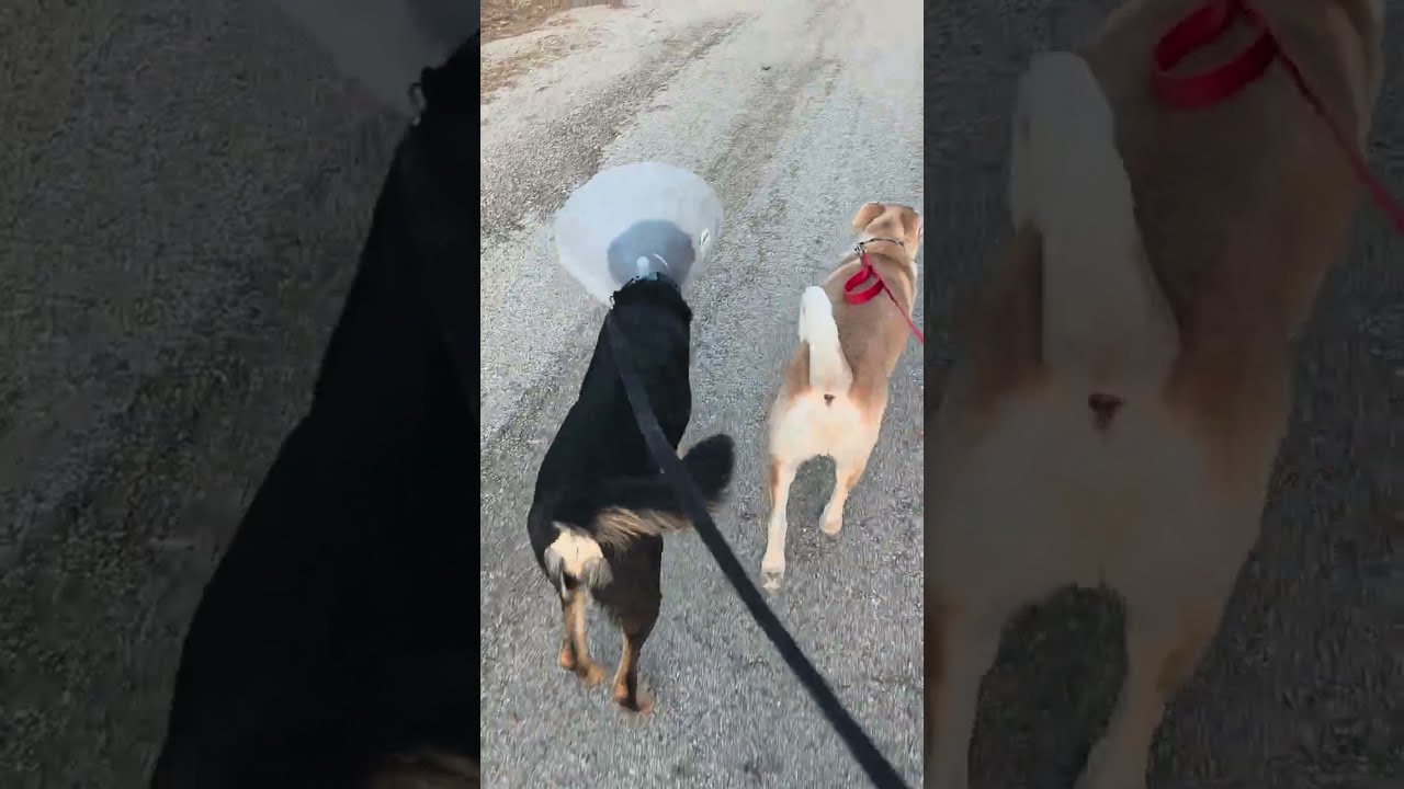 Walking the dogs 