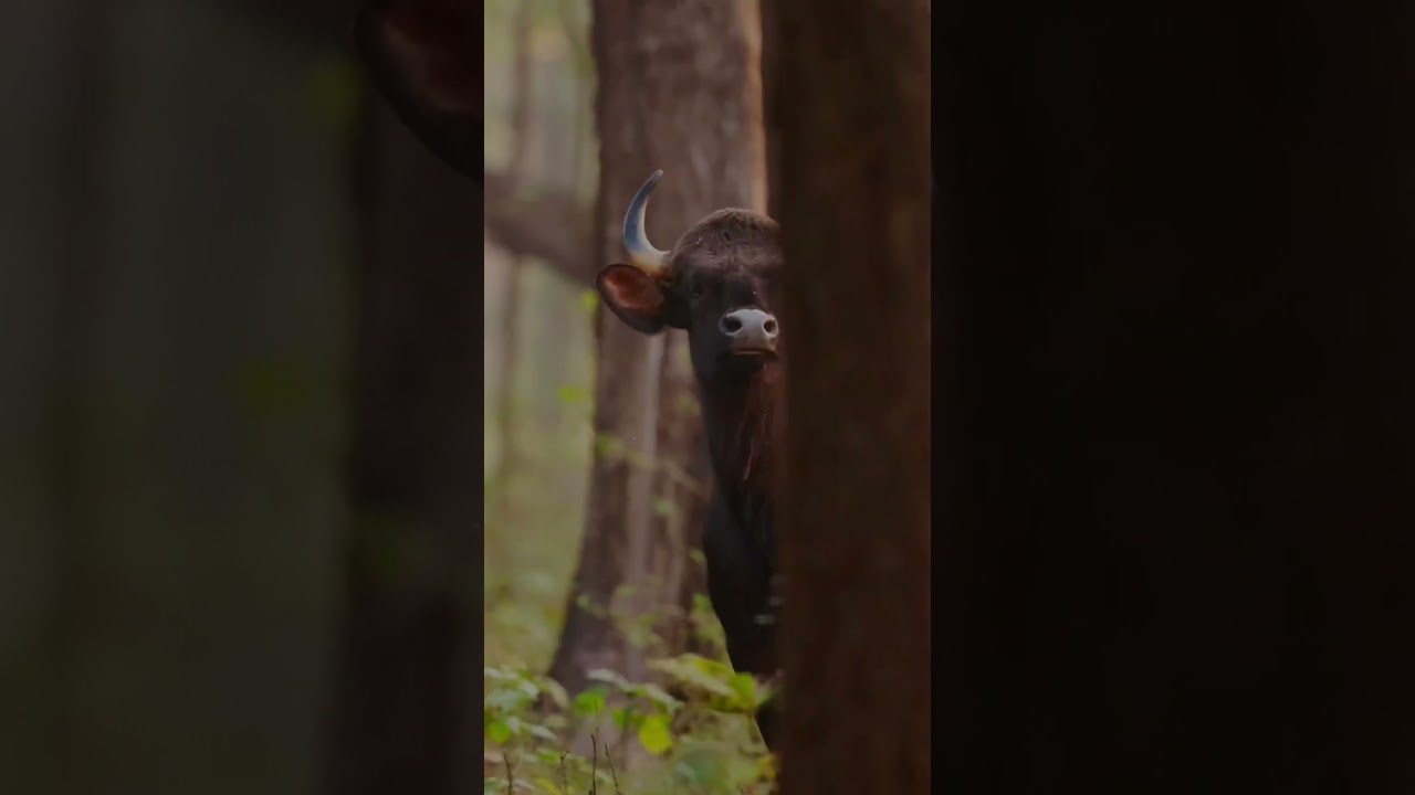 Wild Karnataka | Bhadra | Tiger